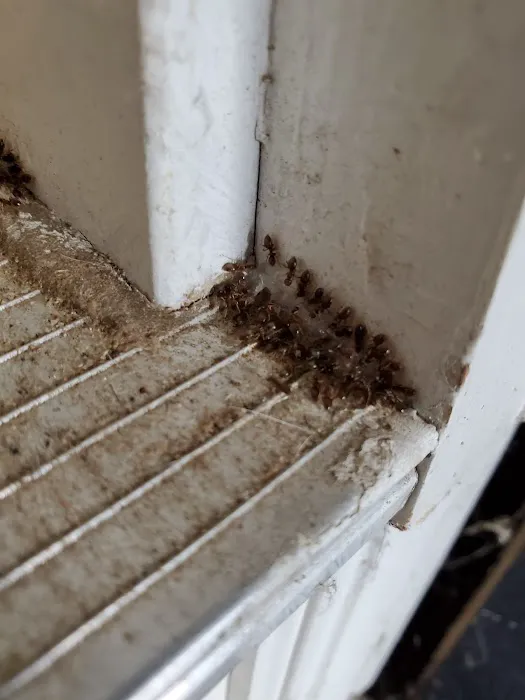 Shoreline Services Inc. Pest & Wildlife Control Picture 5