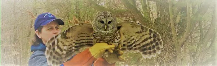 Shoreline Services Inc. Pest & Wildlife Control Picture 8