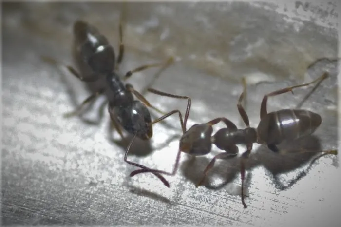 Shoreline Services Inc. Pest & Wildlife Control Picture 10