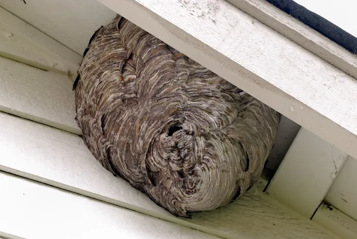 Shoreline Services Inc. Pest & Wildlife Control Picture 2