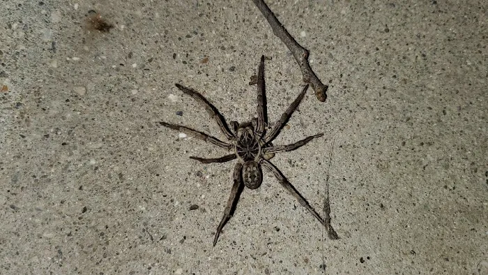 Shoreline Services Inc. Pest & Wildlife Control Picture 3