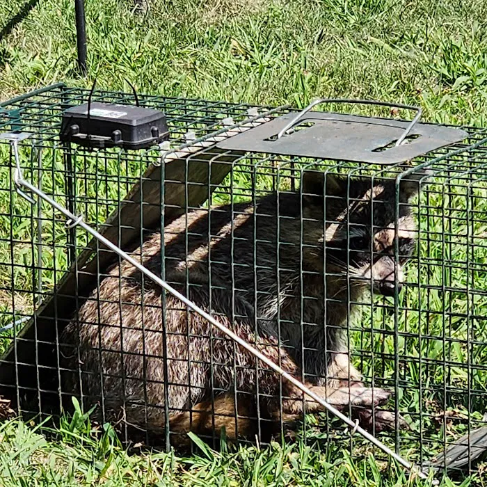 Empire Pest & Wildlife Control, LLC Picture 6