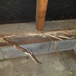 Empire Pest & Wildlife Control, LLC
