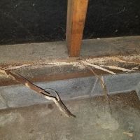 Empire Pest & Wildlife Control, LLC ico