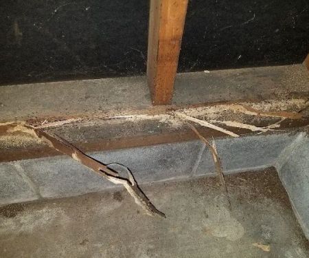 Empire Pest & Wildlife Control, LLC