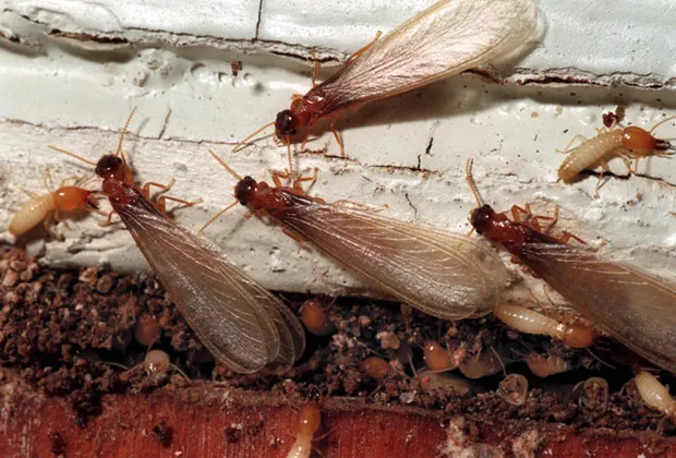 Empire Pest & Wildlife Control, LLC Picture 4
