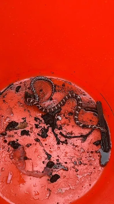 Empire Pest & Wildlife Control, LLC Picture 7