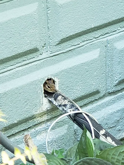 Empire Pest & Wildlife Control, LLC Picture 10