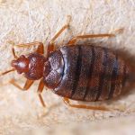 Simply Pest Control Solutions LLC