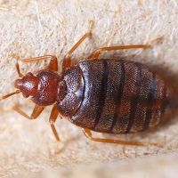 Simply Pest Control Solutions LLC ico