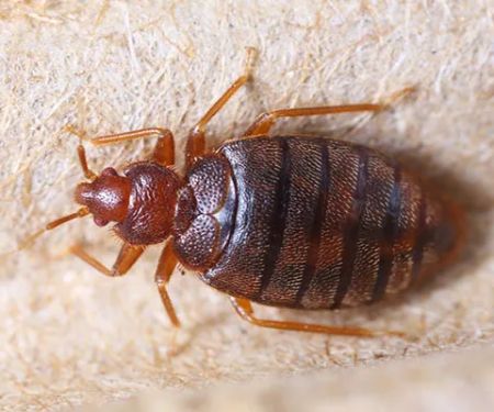 Simply Pest Control Solutions LLC