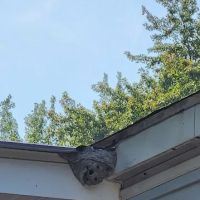 proof. Pest Control ico