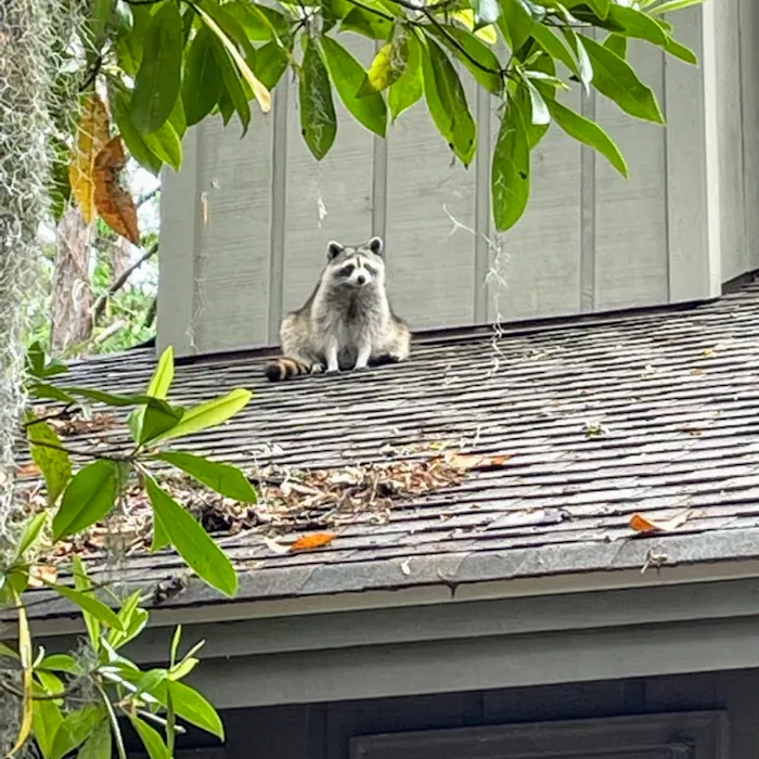 Alpha Wildlife Knoxville Picture 5