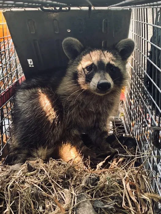 Complete Animal Removal Picture 8