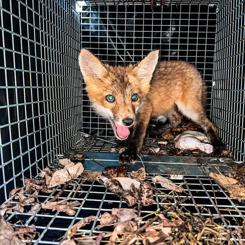 Complete Animal Removal Picture 3