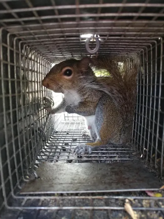 Complete Animal Removal Picture 9