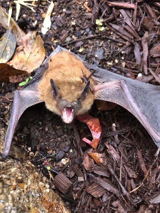 Complete Animal Removal Picture 5