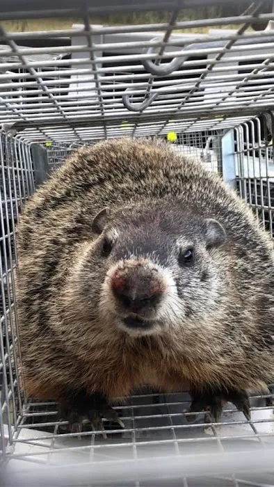 Complete Animal Removal Picture 4