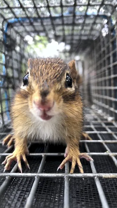 Complete Animal Removal Picture 1