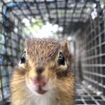 Complete Animal Removal
