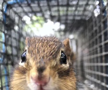 Complete Animal Removal