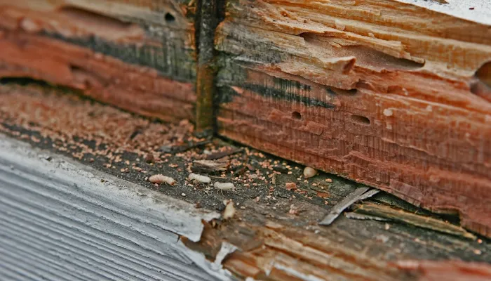 Marble City Termite Removal Experts Picture 4