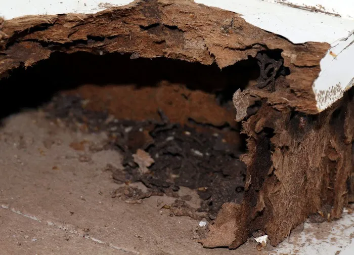 Marble City Termite Removal Experts Picture 6