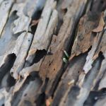 Marble City Termite Removal Experts