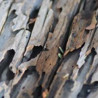 Marble City Termite Removal Experts ico