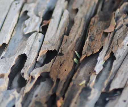 Marble City Termite Removal Experts
