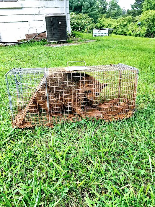 Volunteer Wildlife Control Picture 8