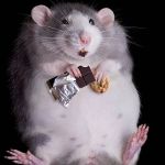 Bug Busters Pest Control(Knoxville office)