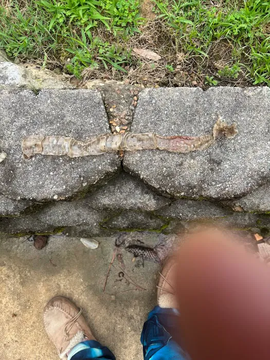 Pest Animal Removal Knoxville Picture 3