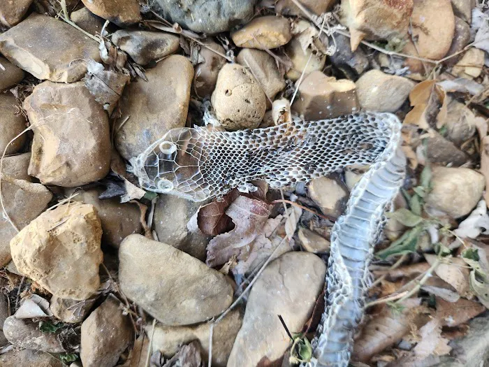 Pest Animal Removal Knoxville Picture 6