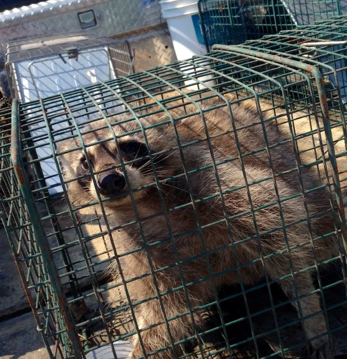 Pest Animal Removal Knoxville Picture 4