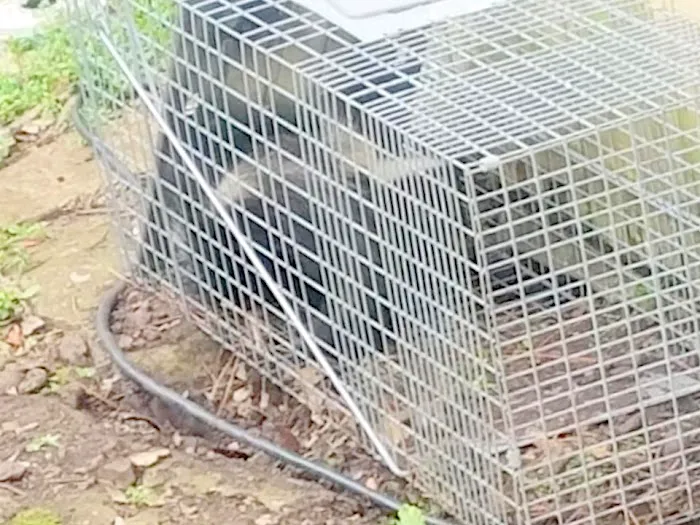 Pest Animal Removal Knoxville Picture 2