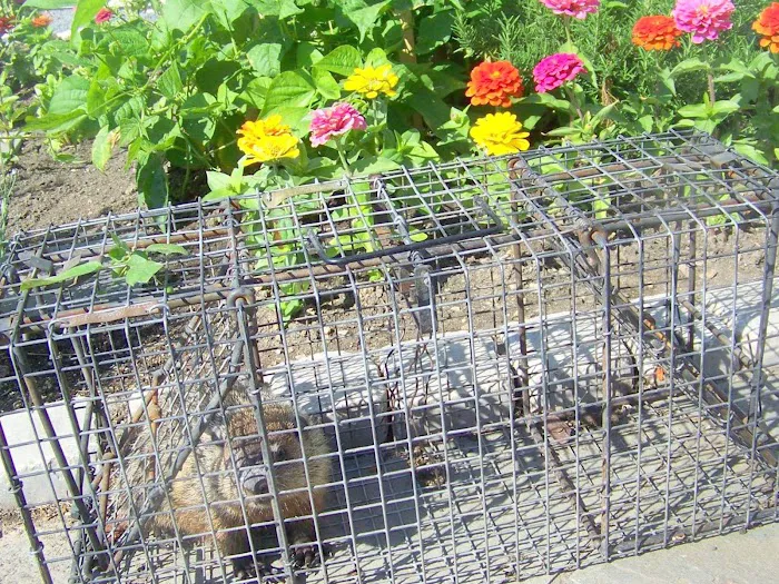 Pest Animal Removal Knoxville Picture 10