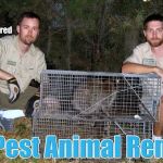 Pest Animal Removal Knoxville