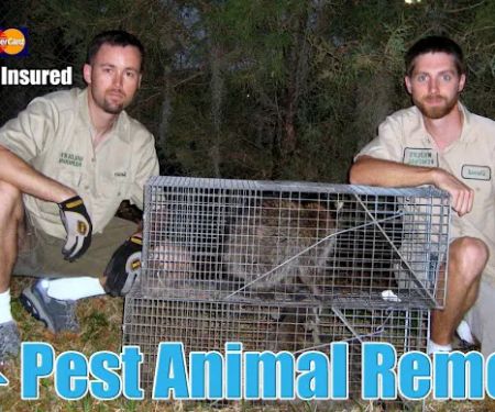 Pest Animal Removal Knoxville