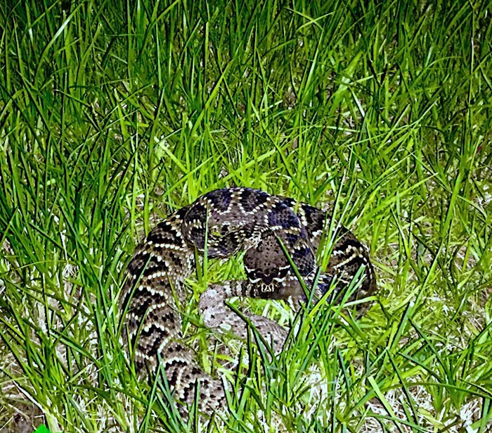 Pest Animal Removal Knoxville Picture 8