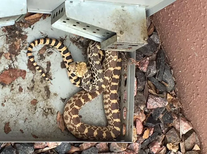 Pest Animal Removal Knoxville Picture 7