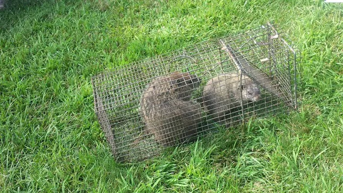 Pest Animal Removal Knoxville Picture 5