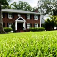 Grass Nerds ico