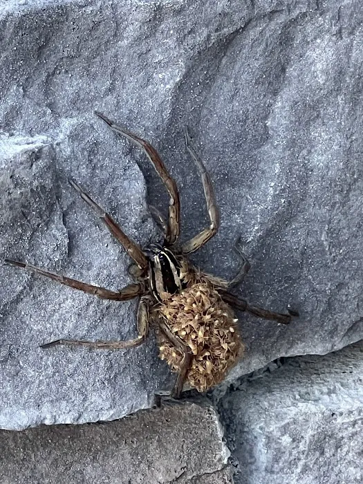 Urbanex Pest Control Picture 10
