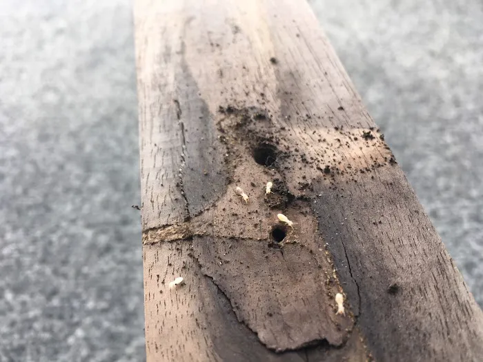 Four Seasons Pest Solutions Picture 8