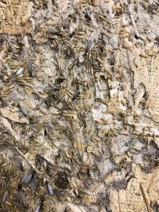 Four Seasons Pest Solutions Picture 9