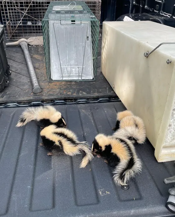 RAPID RESPONSE Wildlife Control Picture 4