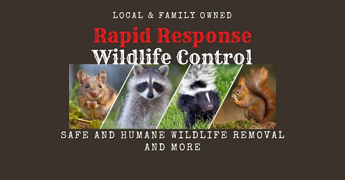 RAPID RESPONSE Wildlife Control Picture 1