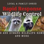 RAPID RESPONSE Wildlife Control