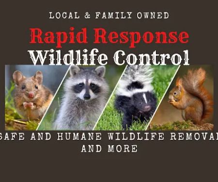 RAPID RESPONSE Wildlife Control